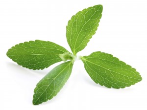 Stevia Plant